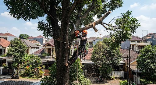 Tim tebang pohon Reresik