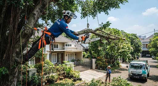Proses tebang pohon profesional