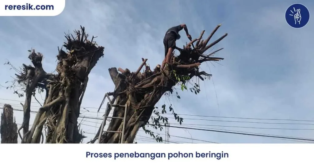 Jasa tebang pohon Surabaya